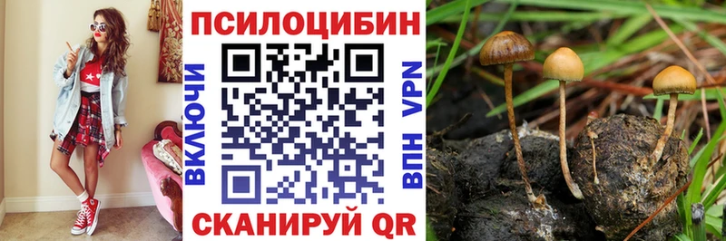 Псилоцибиновые грибы Cubensis  Кувшиново 